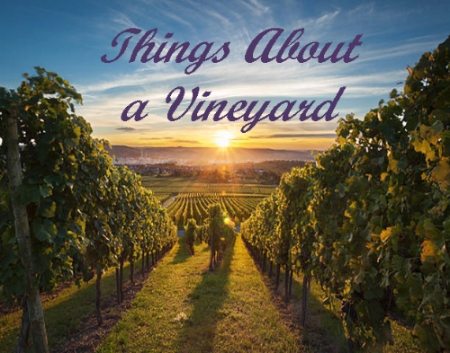 Things About a Vineyard